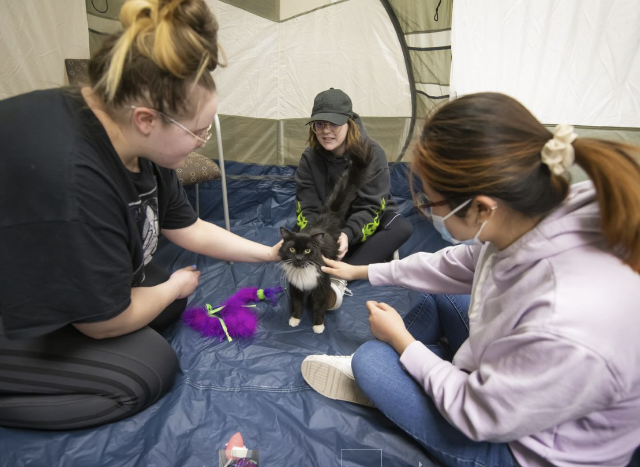 Three female students pet a cute black kitten sitting in the center of a room.